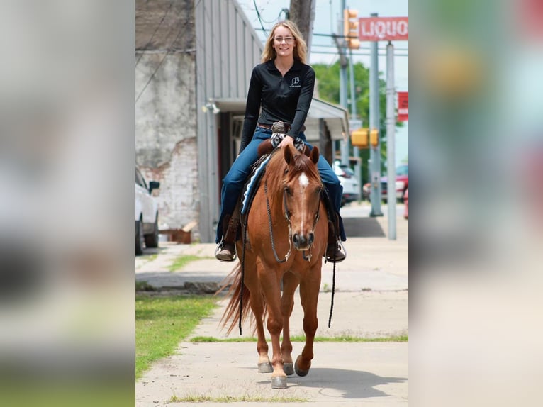 American Quarter Horse Gelding 12 years 14,2 hh Chestnut in Huntsville TX