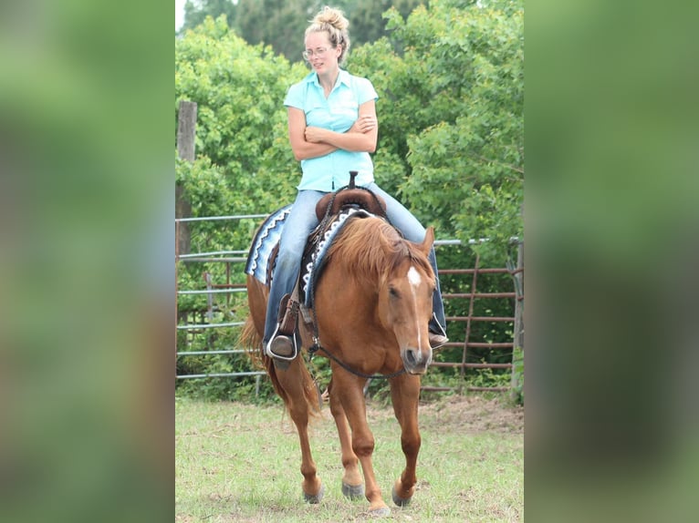 American Quarter Horse Gelding 12 years 14,2 hh Chestnut in Huntsville TX