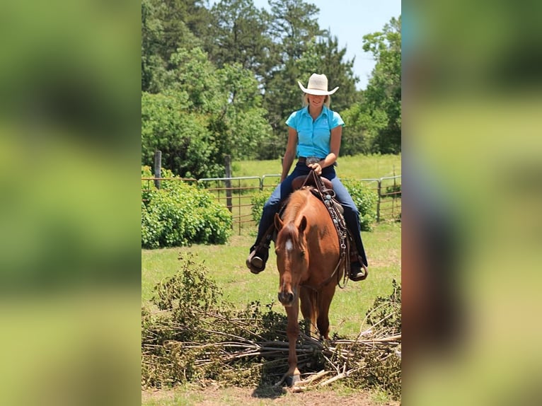 American Quarter Horse Gelding 12 years 14,2 hh Chestnut in Huntsville TX