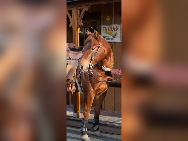 American Quarter Horse Gelding 12 years 14,2 hh Chestnut-Red in Krosnitz