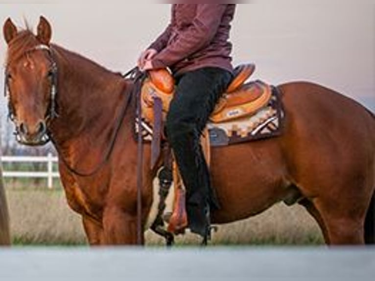 American Quarter Horse Gelding 12 years 14,2 hh Chestnut-Red in Krostiz