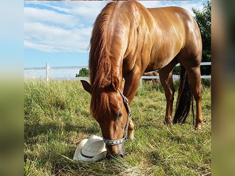 American Quarter Horse Gelding 12 years 14,2 hh Chestnut-Red in Krostiz