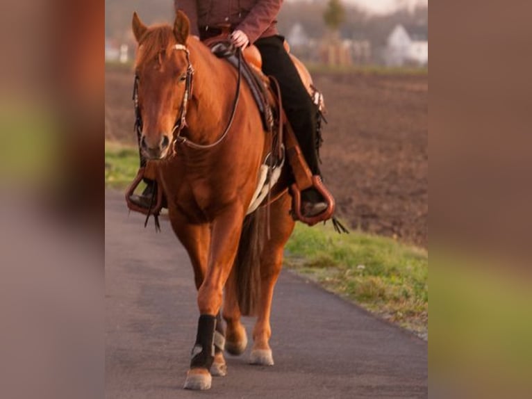 American Quarter Horse Gelding 12 years 14,2 hh Chestnut-Red in Krostiz