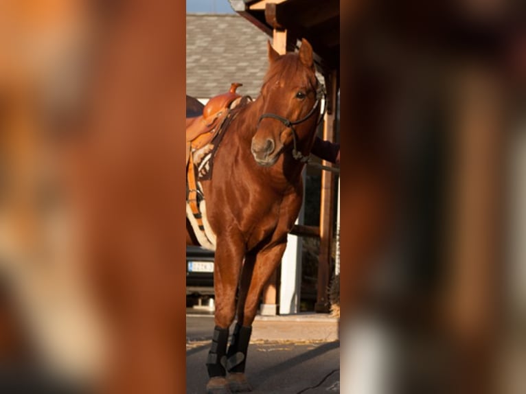 American Quarter Horse Gelding 12 years 14,2 hh Chestnut-Red in Krostiz