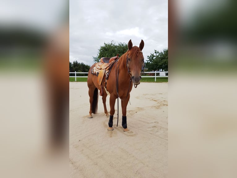 American Quarter Horse Gelding 12 years 14,2 hh Chestnut-Red in Krostiz