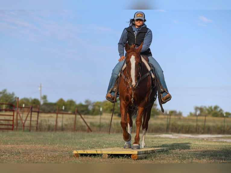 American Quarter Horse Gelding 12 years 14.2 hh Chestnut in Granbury tx