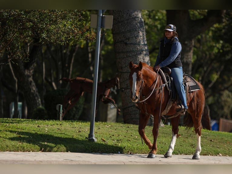 American Quarter Horse Gelding 12 years 14.2 hh Chestnut in Granbury tx