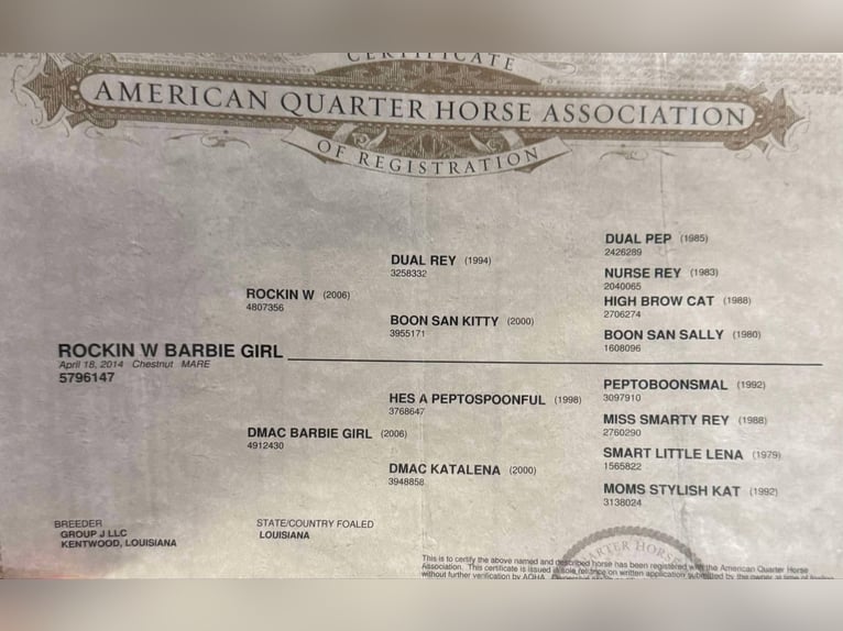 American Quarter Horse Gelding 12 years 14.2 hh Chestnut in Lipan TX