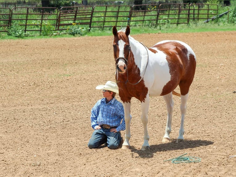 American Quarter Horse Gelding 12 years 14,2 hh Chestnut in Stephenville tX