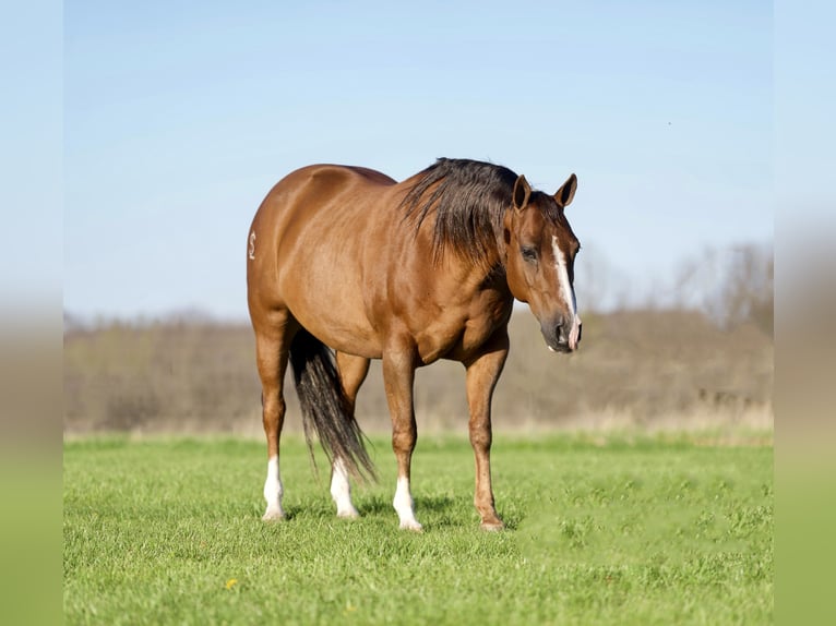 American Quarter Horse Gelding 12 years 14,2 hh Dun in Marshall, MO