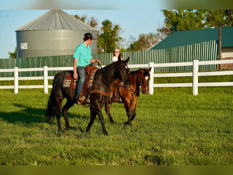 American Quarter Horse Gelding 12 years 14,2 hh Dun in Corsica