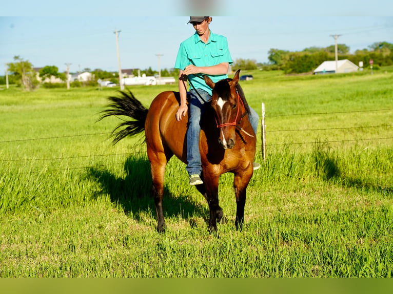 American Quarter Horse Gelding 12 years 14,2 hh Dun in Corsica