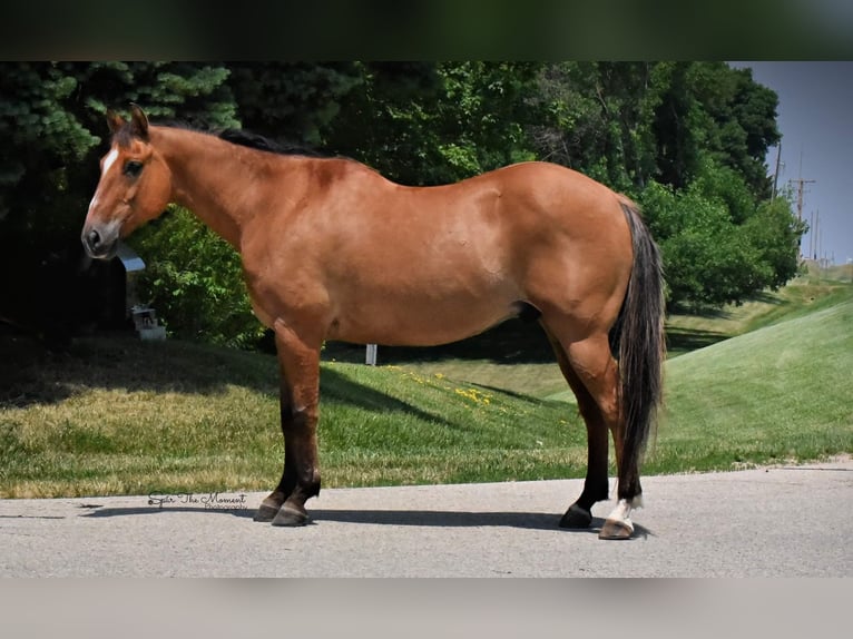 American Quarter Horse Gelding 12 years 14,2 hh Dun in Libson IA