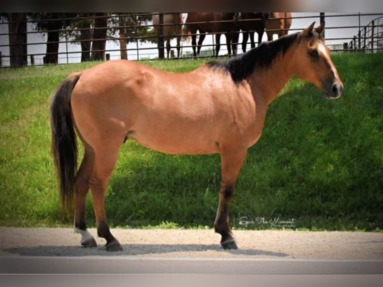 American Quarter Horse Gelding 12 years 14,2 hh Dun in Libson IA