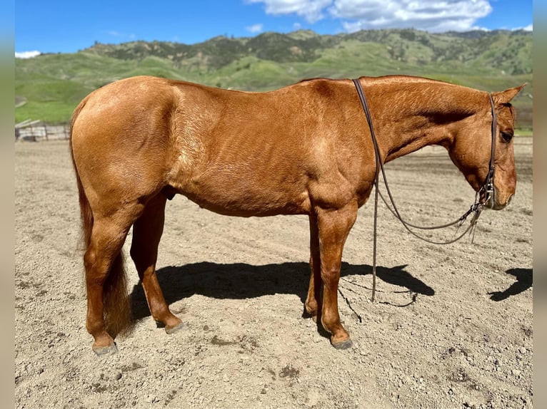 American Quarter Horse Gelding 12 years 14,2 hh Dun in Paicines CA