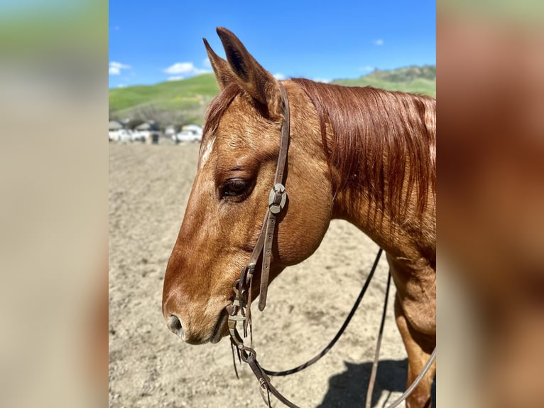 American Quarter Horse Gelding 12 years 14,2 hh Dun in Paicines CA