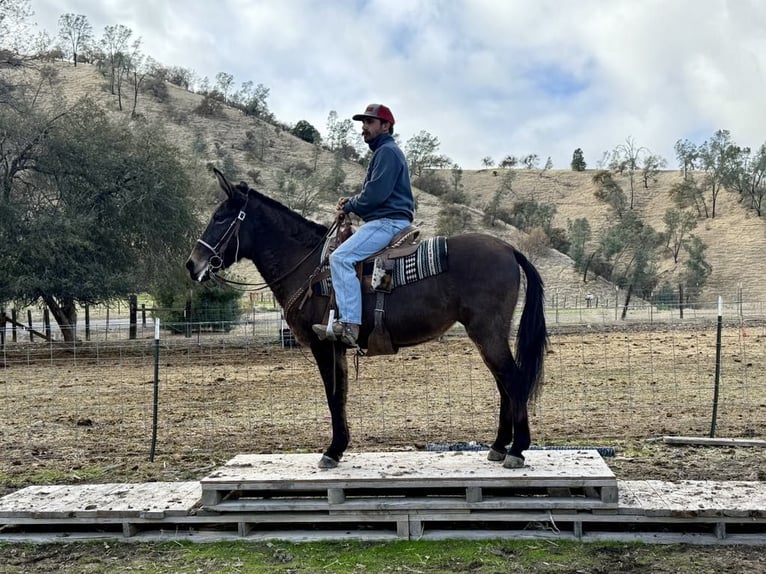American Quarter Horse Gelding 12 years 14.2 hh Grullo in Paicines CA