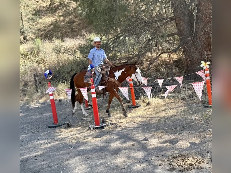 American Quarter Horse Gelding 12 years 14.2 hh Overo-all-colors in Paicines CA