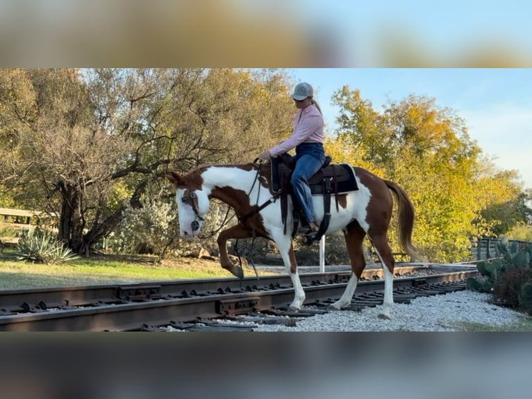 American Quarter Horse Gelding 12 years 14,2 hh Overo-all-colors in Weatherford TX