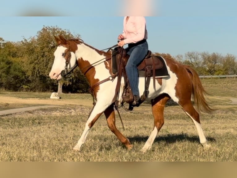 American Quarter Horse Gelding 12 years 14,2 hh Overo-all-colors in Weatherford TX