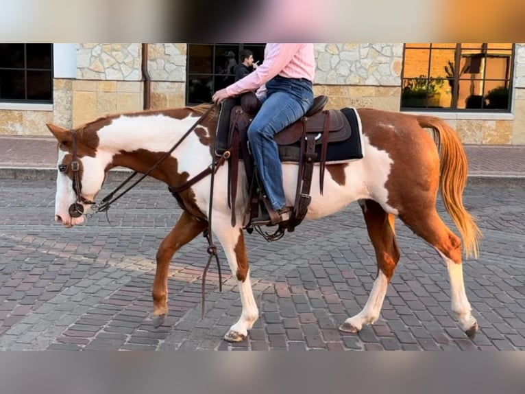 American Quarter Horse Gelding 12 years 14,2 hh Overo-all-colors in Weatherford TX