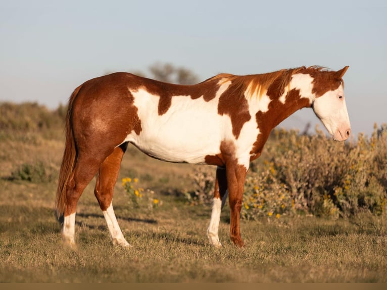 American Quarter Horse Gelding 12 years 14,2 hh Overo-all-colors in Weatherford TX