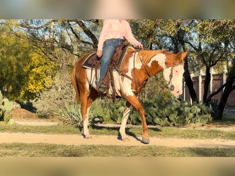 American Quarter Horse Gelding 12 years 14,2 hh Overo-all-colors in Weatherford TX