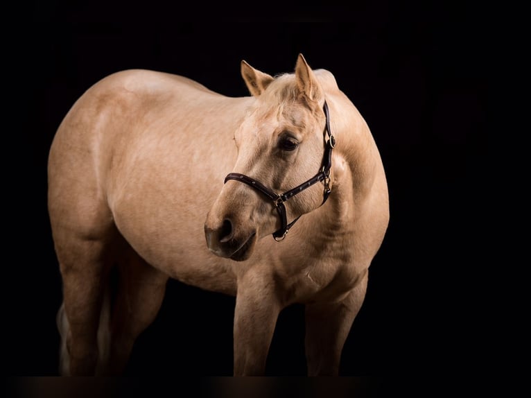 American Quarter Horse Gelding 12 years 14.2 hh Palomino in Nümbrecht