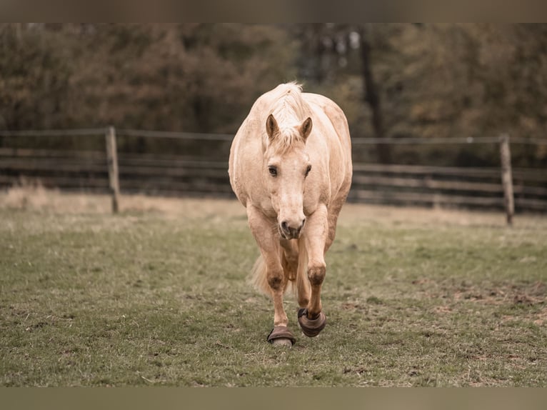 American Quarter Horse Gelding 12 years 14.2 hh Palomino in Nümbrecht