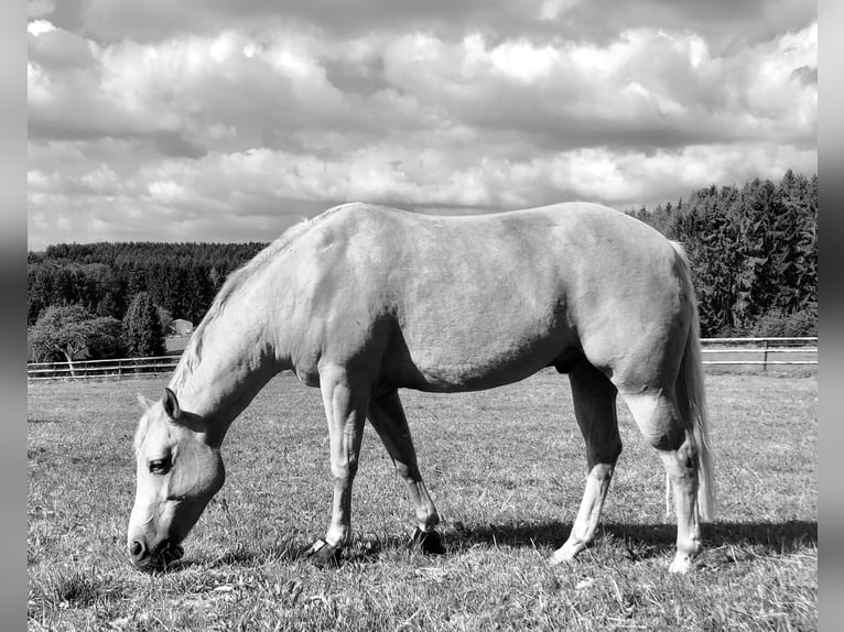 American Quarter Horse Gelding 12 years 14.2 hh Palomino in Nümbrecht