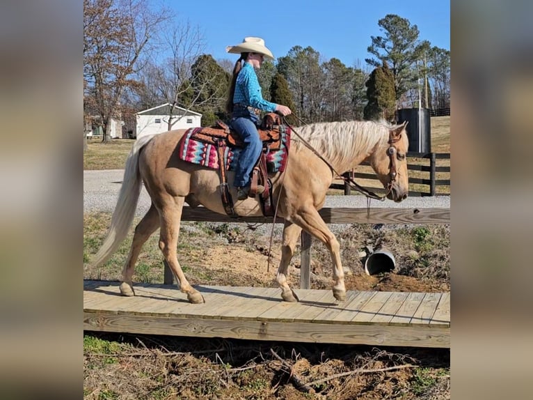 American Quarter Horse Gelding 12 years 14,2 hh Palomino in Robards, KY