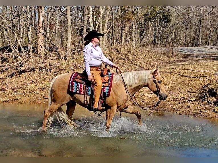 American Quarter Horse Gelding 12 years 14,2 hh Palomino in Robards, KY