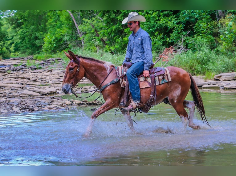 American Quarter Horse Gelding 12 years 14,2 hh Red Dun in Flemingsburg KY