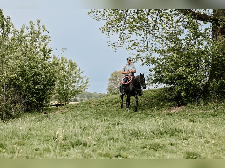 American Quarter Horse Gelding 12 years 14,2 hh Roan-Blue in Dalton