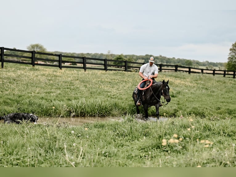 American Quarter Horse Gelding 12 years 14,2 hh Roan-Blue in Dalton