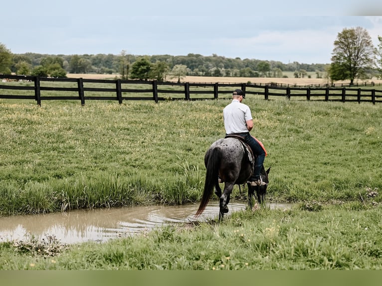 American Quarter Horse Gelding 12 years 14,2 hh Roan-Blue in Dalton