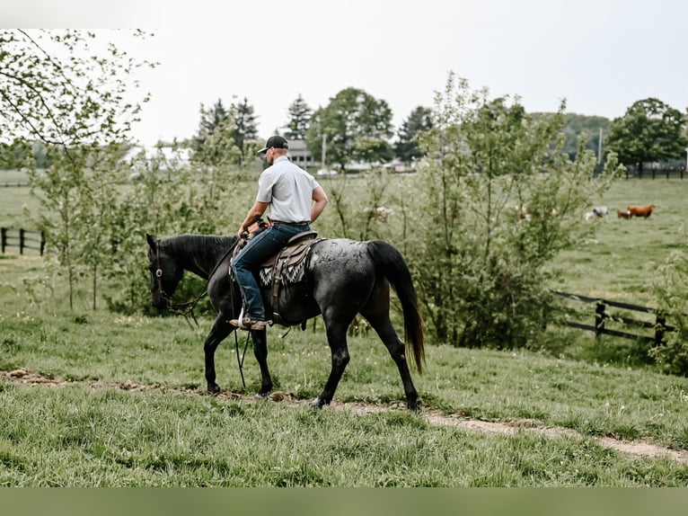 American Quarter Horse Gelding 12 years 14,2 hh Roan-Blue in Dalton