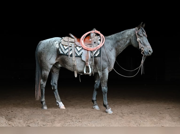 American Quarter Horse Gelding 12 years 14,2 hh Roan-Blue in Dalton