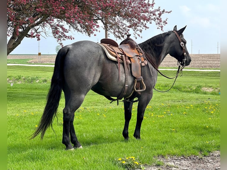 American Quarter Horse Gelding 12 years 14,2 hh Roan-Blue in Zearing, IA