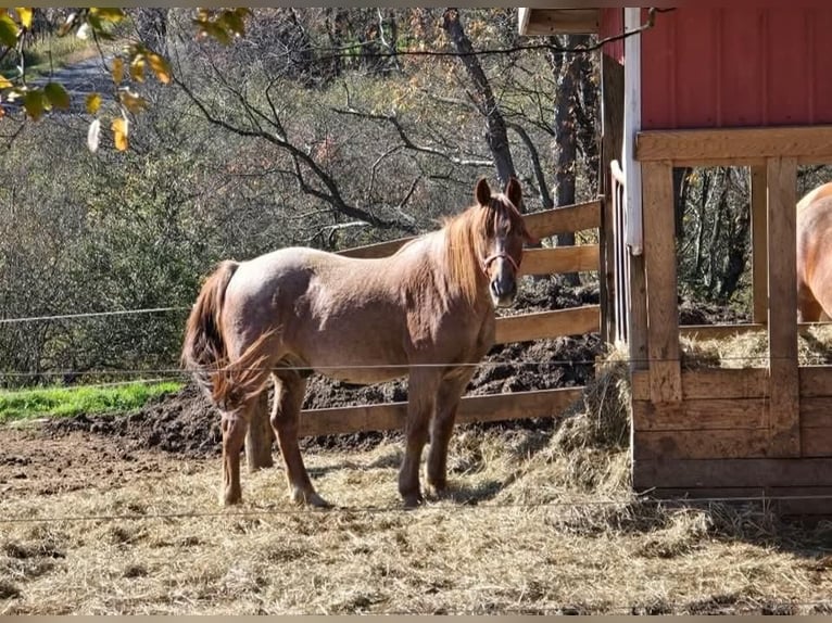 American Quarter Horse Mix Gelding 12 years 14,2 hh Roan-Red in Somerset