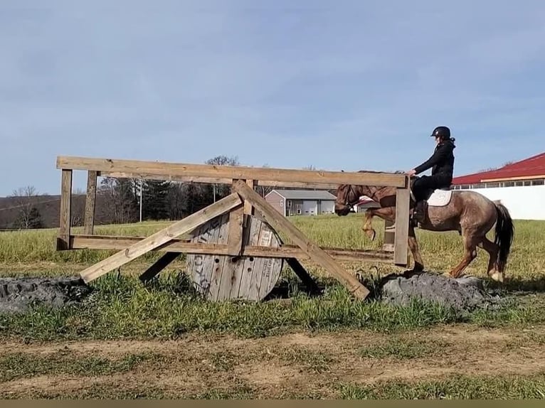 American Quarter Horse Mix Gelding 12 years 14,2 hh Roan-Red in Somerset