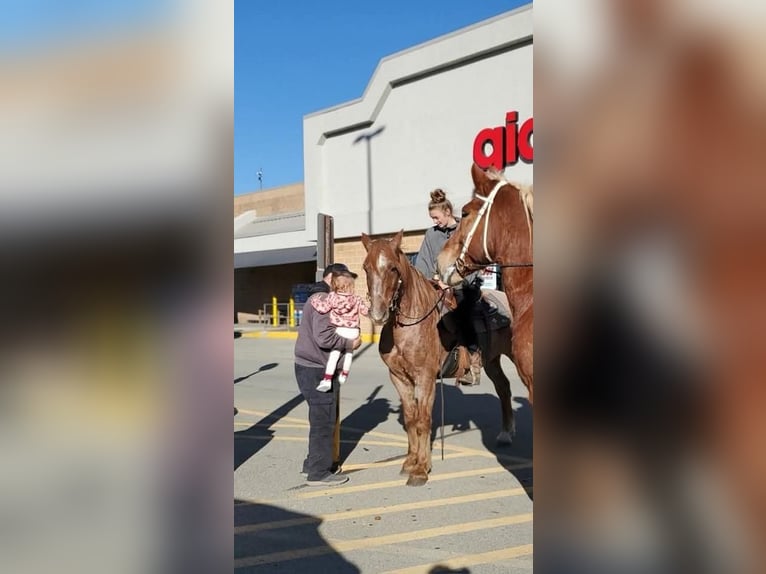 American Quarter Horse Mix Gelding 12 years 14,2 hh Roan-Red in Somerset