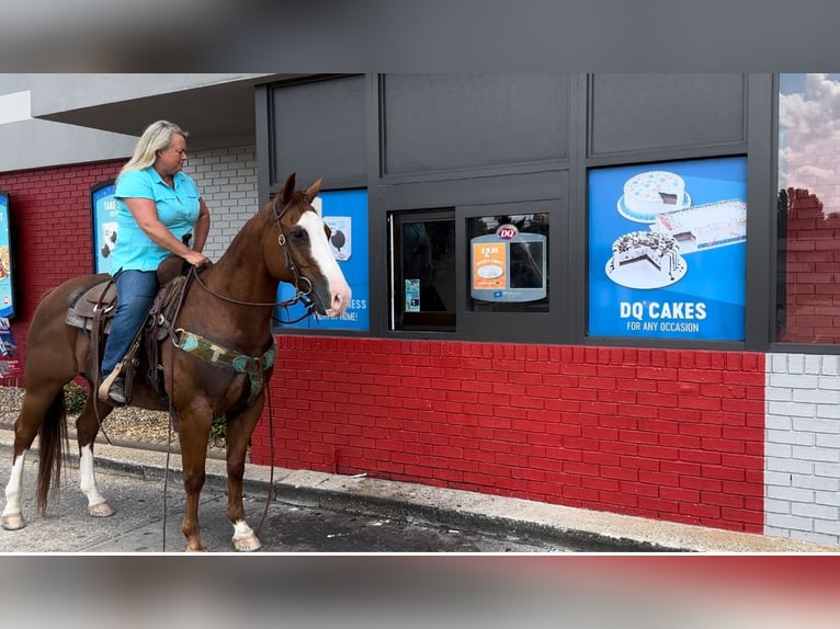 American Quarter Horse Gelding 12 years 14,2 hh Sorrel in Henderson, KY