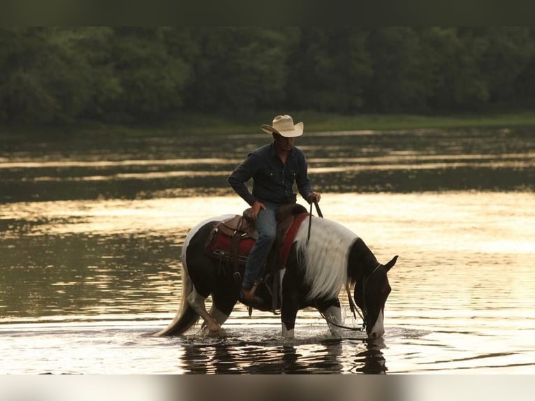 American Quarter Horse Gelding 12 years 14,2 hh Tobiano-all-colors in Hugo MN