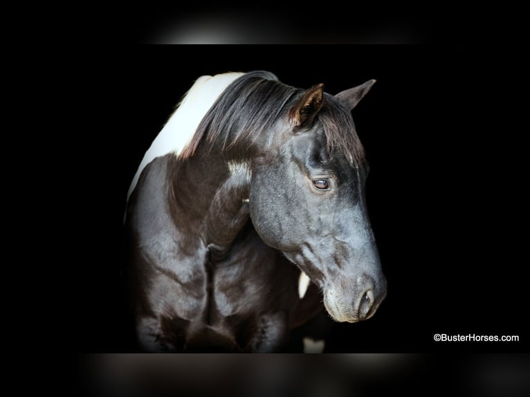 American Quarter Horse Gelding 12 years 14,2 hh Tobiano-all-colors in Weatherford TX