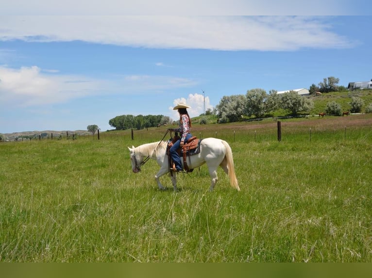 American Quarter Horse Gelding 12 years 14,2 hh White in Cody WY