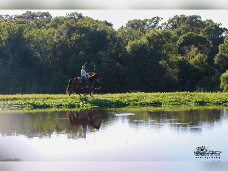 American Quarter Horse Gelding 12 years 14,3 hh Bay in Canton