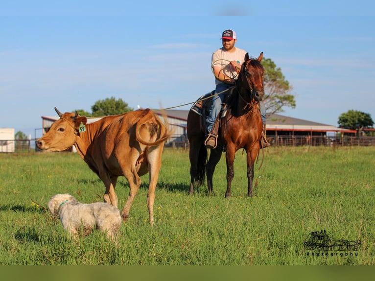 American Quarter Horse Gelding 12 years 14,3 hh Bay in Canton