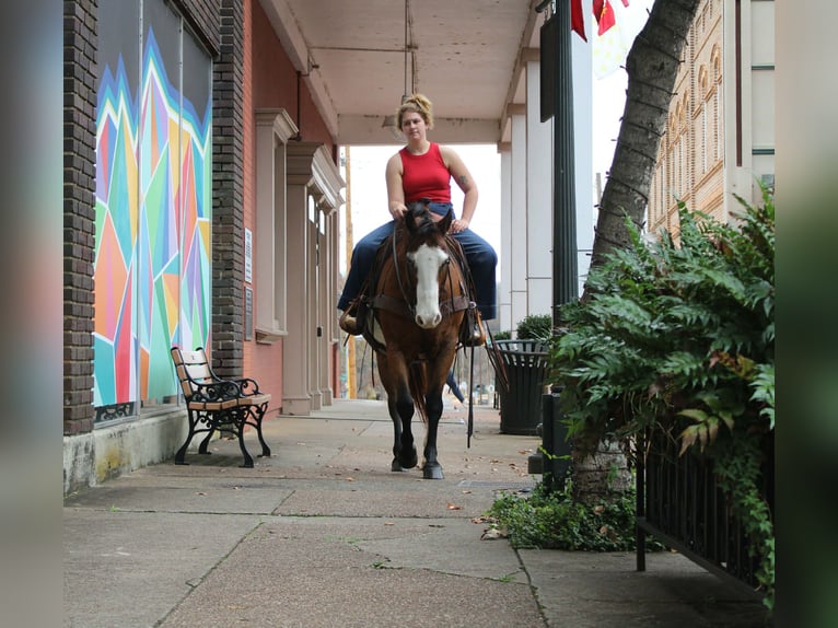 American Quarter Horse Gelding 12 years 14.3 hh Bay in Rusk TX