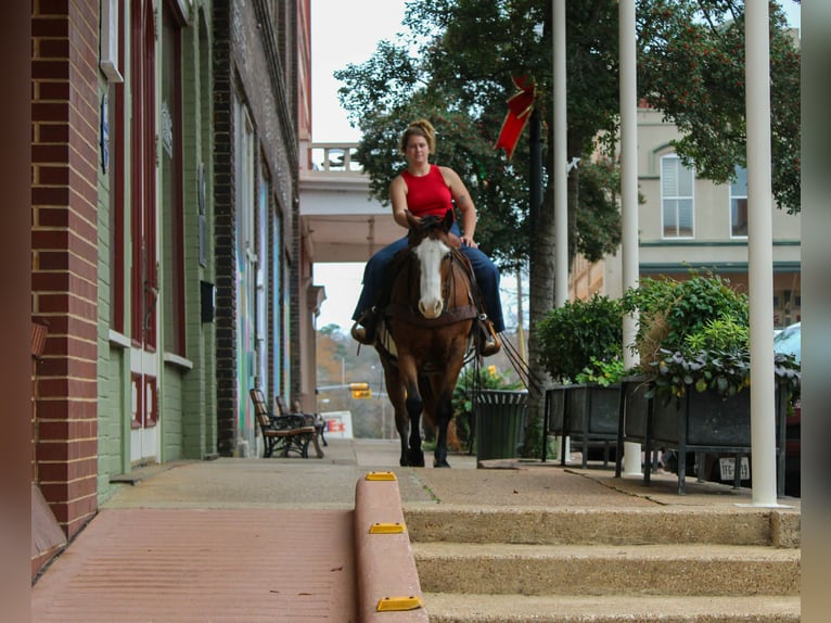 American Quarter Horse Gelding 12 years 14.3 hh Bay in Rusk TX
